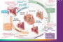 New HFSA Scientific Statement Calls for Right Heart Failure to Be Recognized as a Distinct Clinical Syndrome